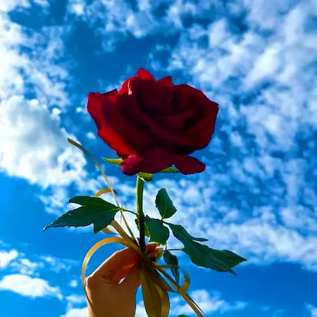 بنر آهنگ گلی خوشگلی گلی دلبری
